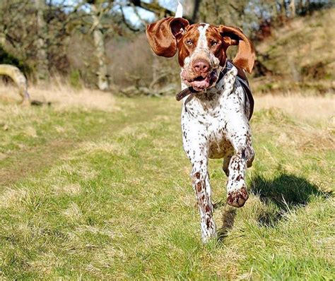 Bracco Italiano - Temperament, Lifespan, Shedding, Puppy