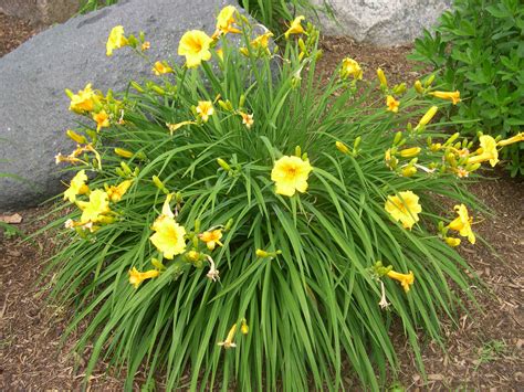 Are Stargazer Lilies Poisonous To Cats And Dogs