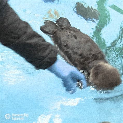 Sea Otter GIF by Monterey Bay Aquarium - Find & Share on GIPHY