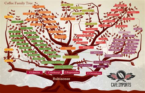 Coffee Plant Varietals - Espresso & Coffee Guide