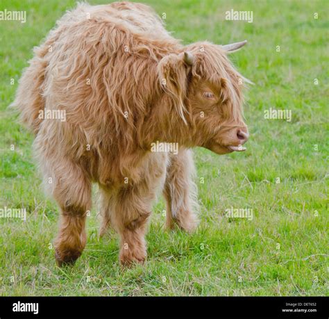 Highland cow tongue hi-res stock photography and images - Alamy