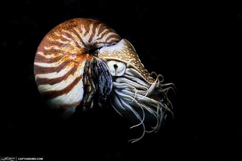 Chambered Nautilus Cephalopod from Siam Paragon | HDR Photography by Captain Kimo