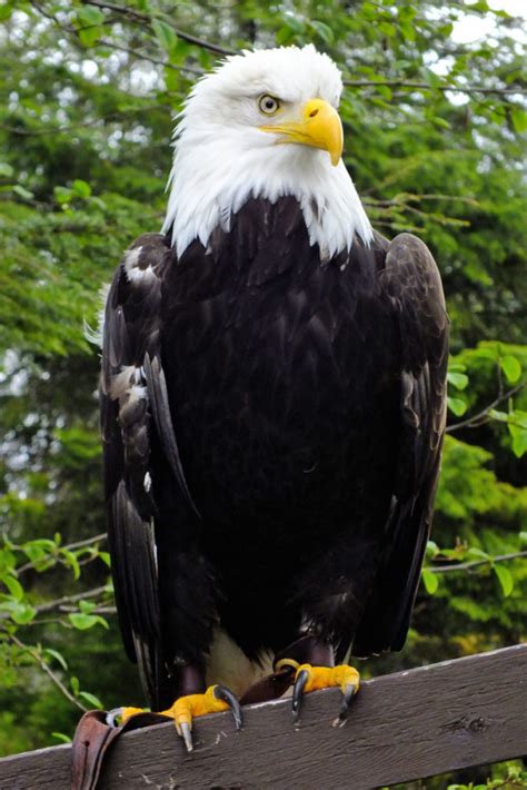 Sitka (Bald Eagle) – Alaska Raptor Center