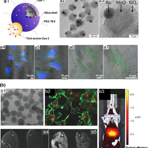 A list of common bioimaging techniques | Download Table