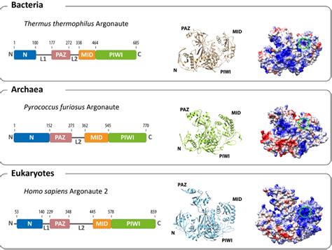 Overall architecture of Argonaute from the three domains of life. The... | Download Scientific ...