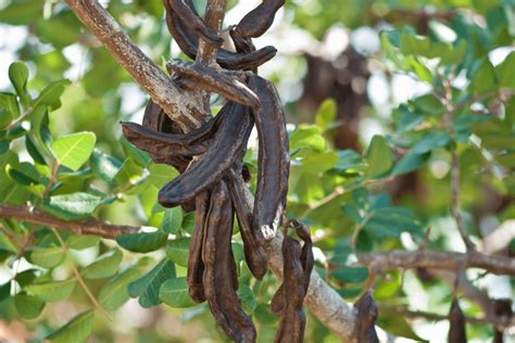 From carob tree cultivation to locust bean gum manufacture