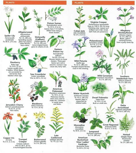 Plant Identification Poster