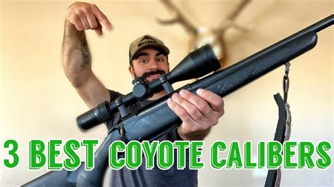 My Favorite Coyote Hunting Calibers (2019) - YouTube