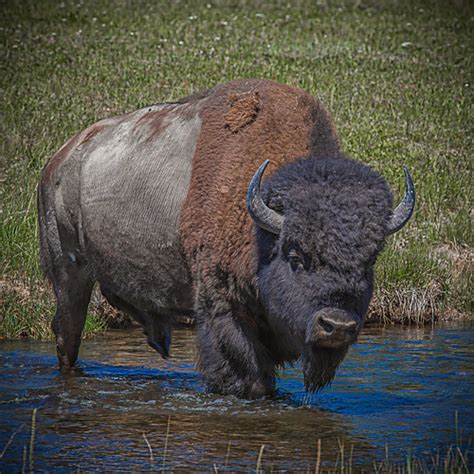 Yellowstone Bison | Anyone who has been to Yellowstone knows… | Flickr