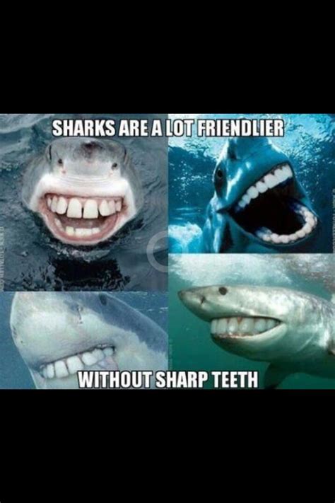 Shark with no sharp teeth LOLZ | Sharks funny, Funny animals, Funny pictures