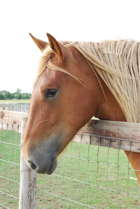 Meet the horses at the Suffolk Punch Trust | Horses, Suffolk punch, Beautiful horses