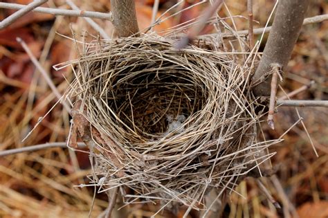 FOLKWAYS NOTEBOOK: UNKNOWN WINTER BIRD NEST