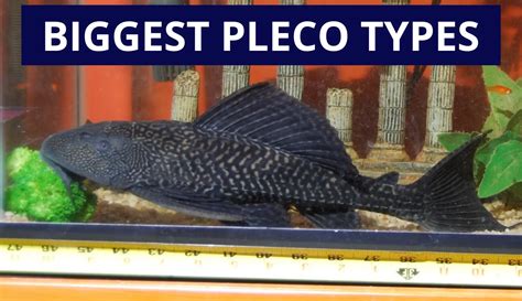 Biggest Pleco Kept In A Tank Contest! Haha | atelier-yuwa.ciao.jp