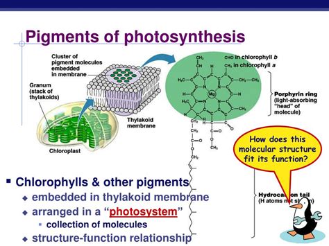 PPT - Pigments of photosynthesis PowerPoint Presentation, free download - ID:6558175