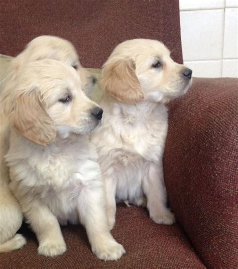 Golden Retriever Puppies For Sale | Houston, TX #271894