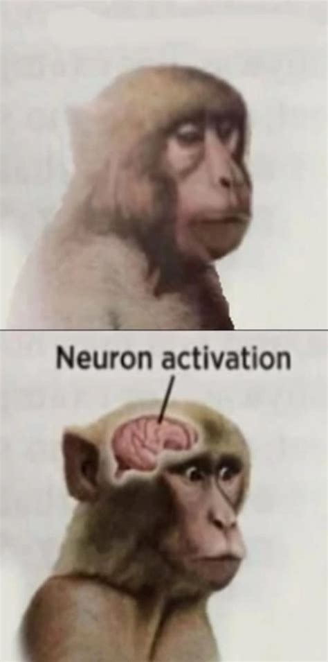 Create meme "neuron activation meme, meme monkey neuron activation ...