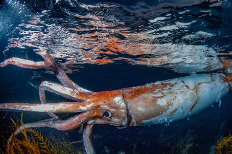 Au Japon, des plongeurs filment un calamar géant en pleine mer