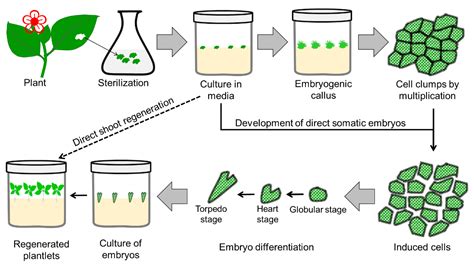 Plants | Free Full-Text | Tissue Culture in Ornamentals: Cultivation ...