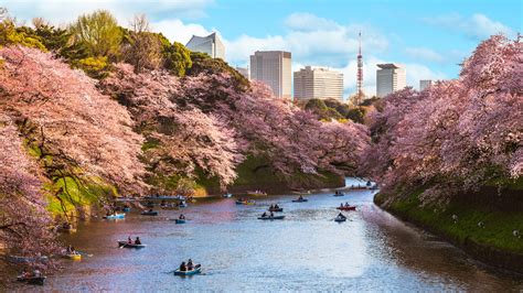 Follow the Cherry Blossom Trail: Tokyo’s 10 Best Sakura Viewing Spots