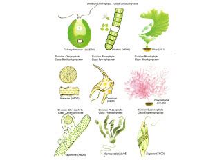 Types of algae