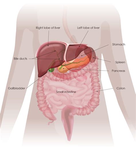 Liver Cancer - Digestive Cancers Europe