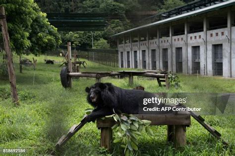 Moon Bear Rescue Centre Photos and Premium High Res Pictures - Getty Images