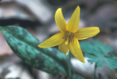 Erythronium americanum - Alchetron, The Free Social Encyclopedia