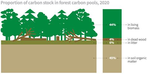 Carbon Sinks: A Brief Review | Earth.Org