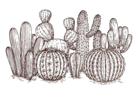 Hand drawn cactus. Western desert cacti mexican plants in sk (1180418) | Illustrations | Design ...