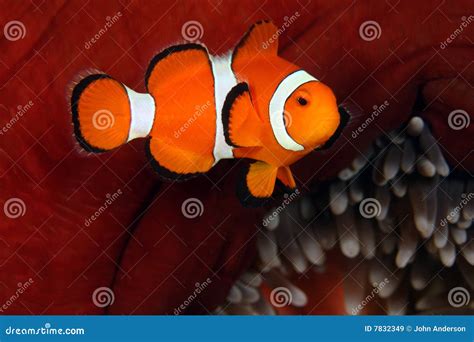 Clown anemonefish stock image. Image of anemone, underwater - 7832349