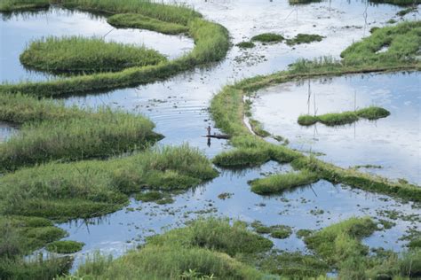 Explained: What Are Wetlands and Why Are They Important? – The Wire Science