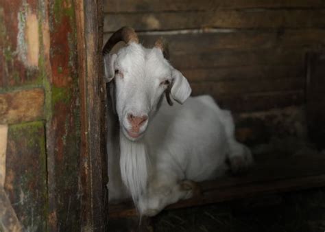 Sore Mouth in Goats: Causes, Symptom, Treatment & Prevention