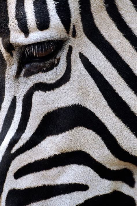 Zebra, cute, HD phone wallpaper | Peakpx