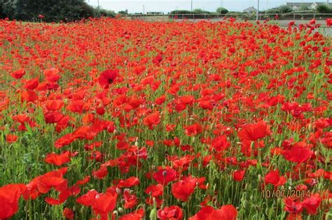 In Flanders fields...Thousands of poppies bloom as Porthcawl ...