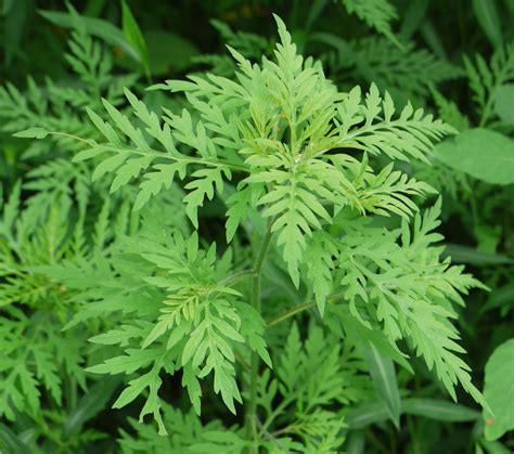 Is this mugwort? Or something else? | Medicinal wild plants, Ragweed, Edible wild plants