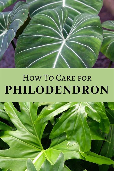 How to Care for Philodendron - Philodendron Plant Care in 2020 | Philodendron plant, Plant care ...