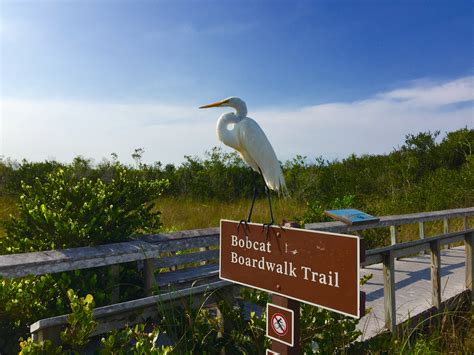 Everglades National Park hosts Global Big Day of birding at Shark Valley - Everglades National ...