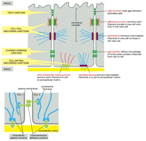 Chapter all: Cell Junctions - OneClass