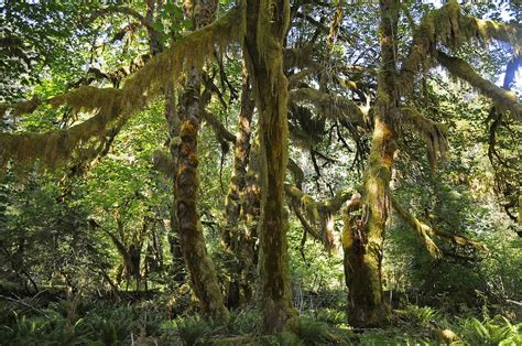 Hoh Rainforest (3) | Olympic National Park | Pictures | United States ...