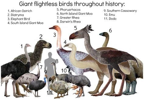 Ostrich World - A diagram of flightless birds. Flightless...