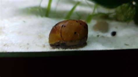 Nerites | Aquarium Forum