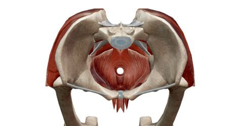 Muscles Of The Pelvic Floor Pelvic Floor Muscle Anatomy How To | Images ...