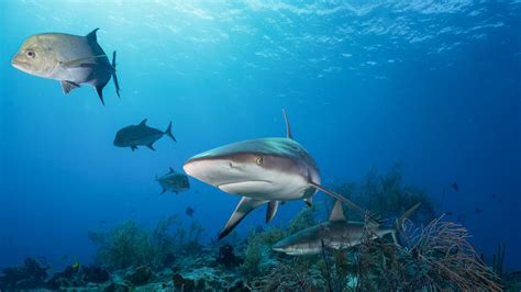 Overfishing has endangered reef sharks world-wide, says JCU scientist | The Australian