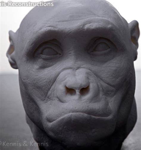 Sahelanthropus tchadensis - by Kennis & Kennis | Human evolution ...