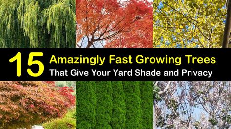 15 Amazingly Fast Growing Trees That Give Your Yard Shade and Privacy