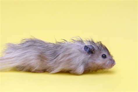 Syrian Hamster Colors And Patterns