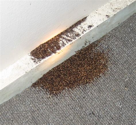 Termite Pellets - Massey Services, Inc.