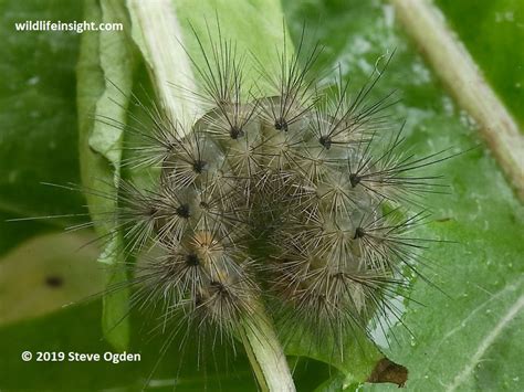 The Muslin Moth and caterpillar (Diaphora mendica) | Wildlife Insight