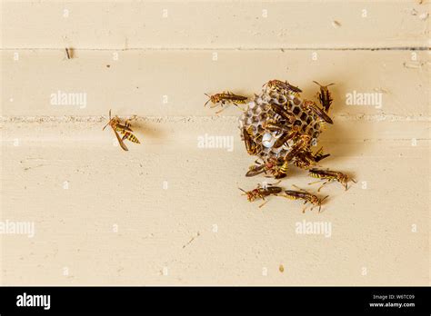 Broken wasp nest hi-res stock photography and images - Alamy