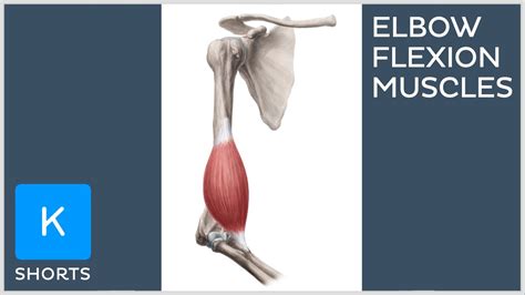 Flexor Tendonitis Of The Elbow: Anatomy, Symptoms, Causes Treatments ...